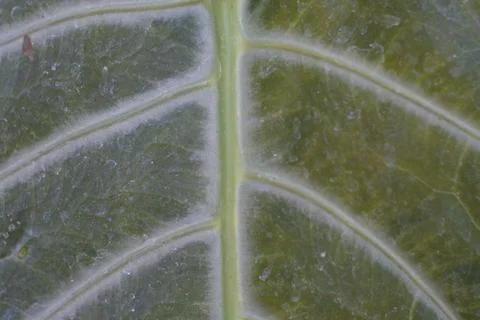 Photo of beautiful leaf pattern for background Stock Photos