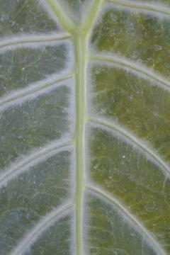 Photo of beautiful leaf pattern for background Stock Photos