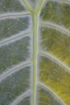 Photo of beautiful leaf pattern for background Stock Photos