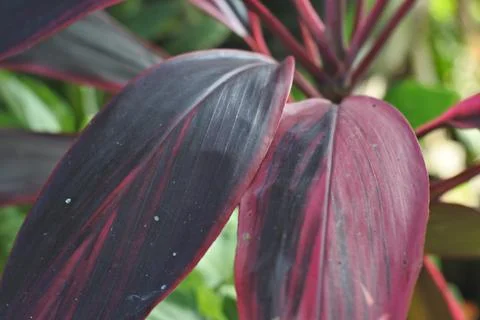 Photo of beautiful leaf pattern for background Foto stock
