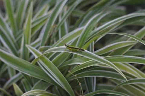 Photo of beautiful leaf pattern for background Stock Photos