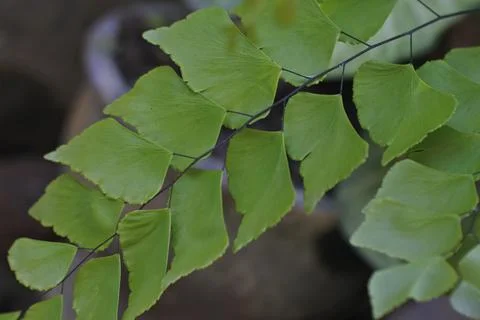 Photo of beautiful leaf pattern for background Stock Photos