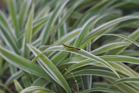 Photo of beautiful leaf pattern for background Foto stock