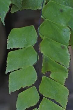 Photo of beautiful leaf pattern for background Foto stock
