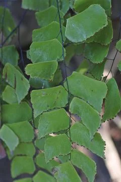 Photo of beautiful leaf pattern for background Stock Photos