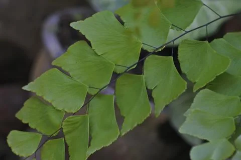 Photo of beautiful leaf pattern for background 写真素材