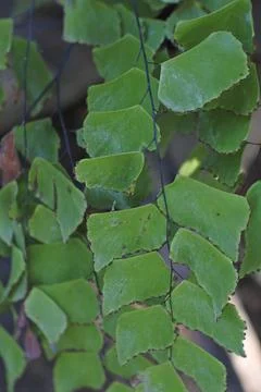 Photo of beautiful leaf pattern for background 스톡 사진