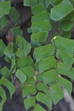Photo of beautiful leaf pattern for background 스톡 사진