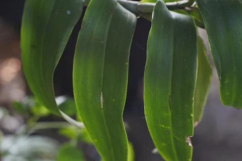 Photo of beautiful leaf pattern for background Stock Photos