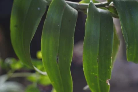 Photo of beautiful leaf pattern for background Stock Photos