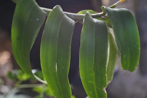 Photo of beautiful leaf pattern for background Stock Photos