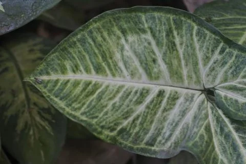 Photo of beautiful leaf pattern for background Stock Photos