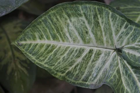 Photo of beautiful leaf pattern for background Stock Photos
