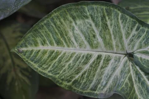 Photo of beautiful leaf pattern for background Foto stock