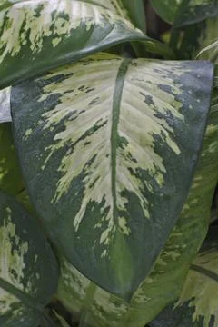 Photo of beautiful leaf pattern for background Stock Photos