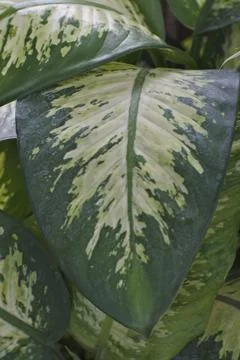 Photo of beautiful leaf pattern for background Stock Photos