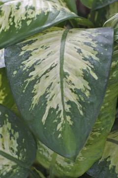 Photo of beautiful leaf pattern for background Stock Photos