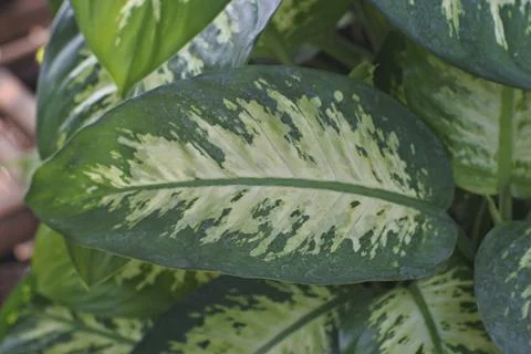 Photo of beautiful leaf pattern for background 写真素材