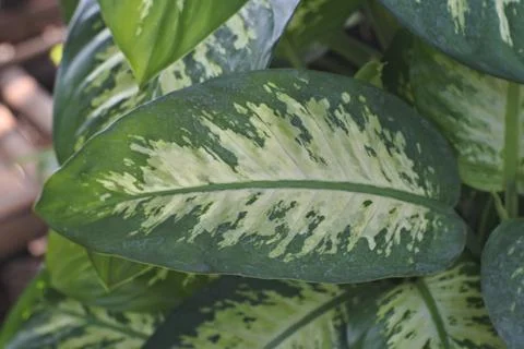 Photo of beautiful leaf pattern for background Stock Photos
