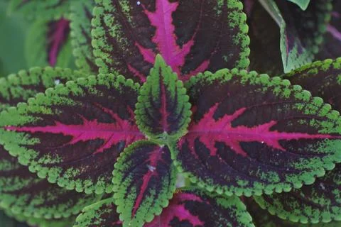 Photo of beautiful leaf pattern for background Stock Photos