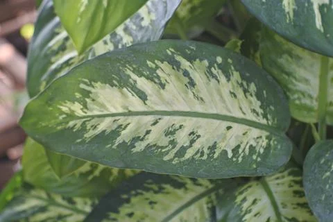 Photo of beautiful leaf pattern for background Foto stock