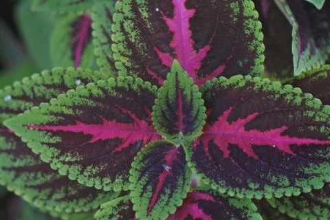 Photo of beautiful leaf pattern for background Stock Photos