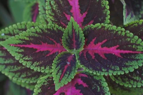 Photo of beautiful leaf pattern for background 스톡 사진