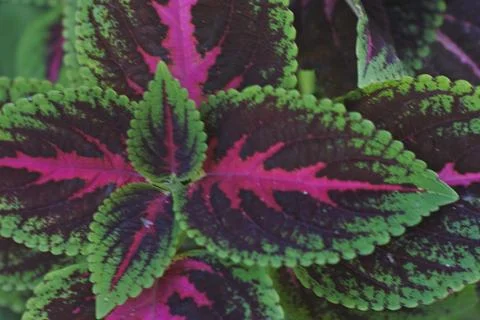 Photo of beautiful leaf pattern for background Stock Photos