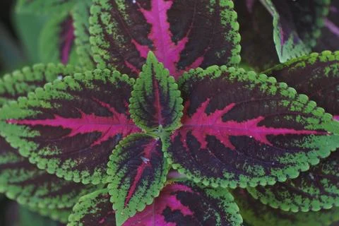 Photo of beautiful leaf pattern for background 写真素材