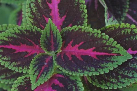 Photo of beautiful leaf pattern for background Stock Photos