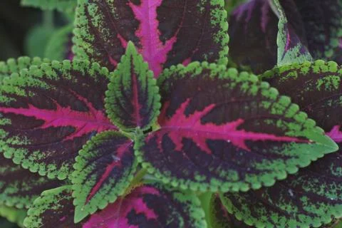 Photo of beautiful leaf pattern for background Stock Photos