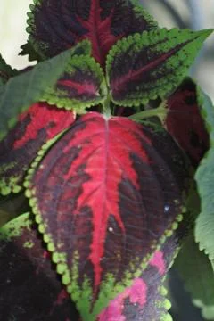 Photo of beautiful leaf pattern for background Foto stock