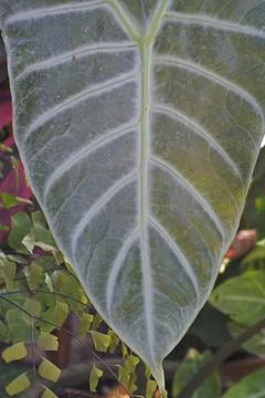 Photo of beautiful leaf pattern for background Stock Photos