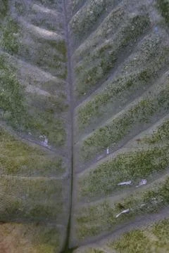 Photo of beautiful leaf pattern for background Stock Photos