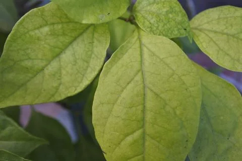 Photo of beautiful leaf pattern for background Stock Photos
