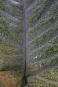 Photo of beautiful leaf pattern for background Stock Photos