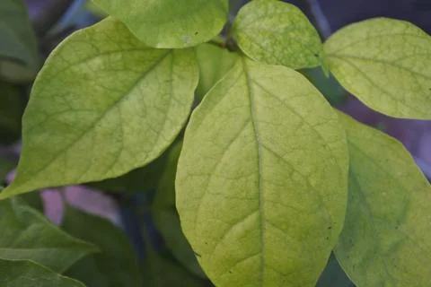 Photo of beautiful leaf pattern for background 스톡 사진