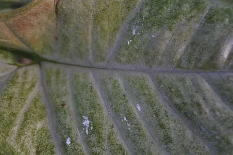 Photo of beautiful leaf pattern for background Stock Photos