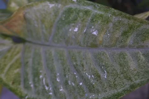 Photo of beautiful leaf pattern for background Stock Photos