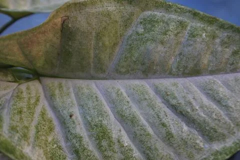 Photo of beautiful leaf pattern for background Stock Photos