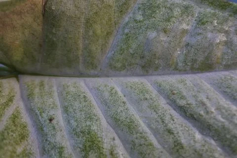 Photo of beautiful leaf pattern for background Stock Photos