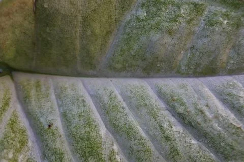 Photo of beautiful leaf pattern for background 스톡 사진