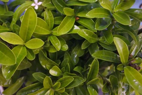 Photo of beautiful leaf pattern for background Stock Photos