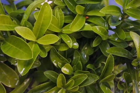 Photo of beautiful leaf pattern for background Stock Photos