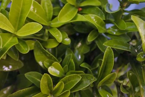 Photo of beautiful leaf pattern for background Stock Photos