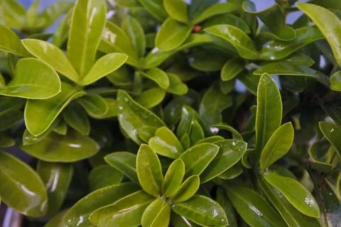 Photo of beautiful leaf pattern for background Stock Photos