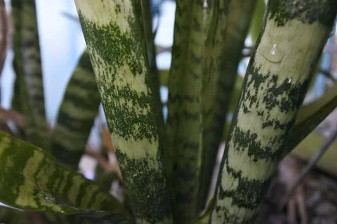 Photo of beautiful leaf pattern for background Stock Photos