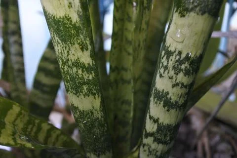 Photo of beautiful leaf pattern for background 스톡 사진