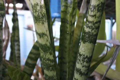 Photo of beautiful leaf pattern for background Stock Photos