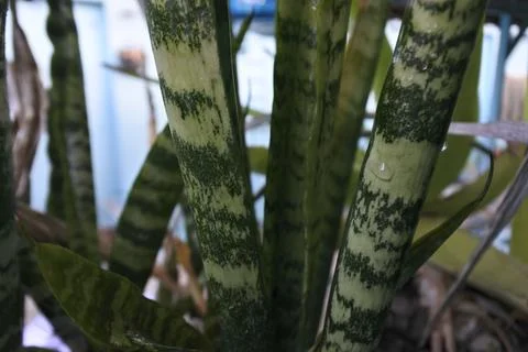 Photo of beautiful leaf pattern for background Stock Photos